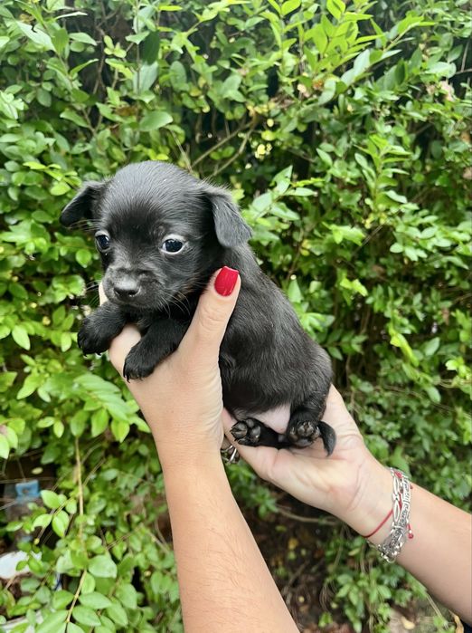 Продавам пинчери