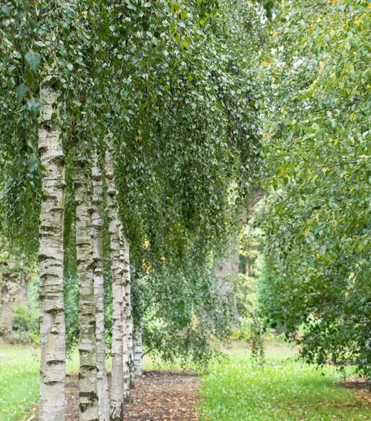 Бяла бреза (Betula pendula)