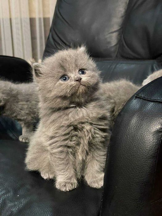 Вислоухие СкотишФолт СкотишСтрайт