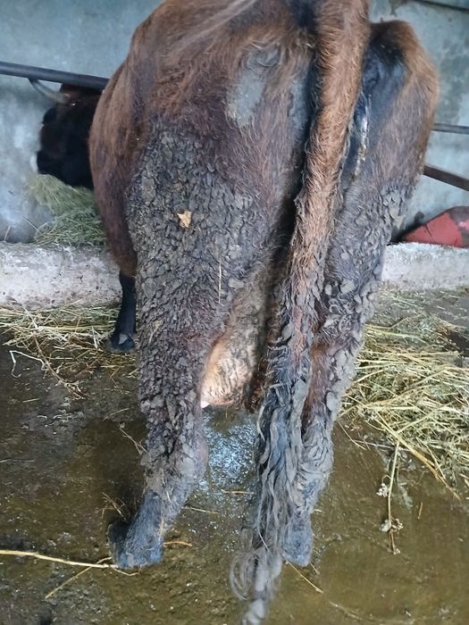 Vând vaca  cu lapte