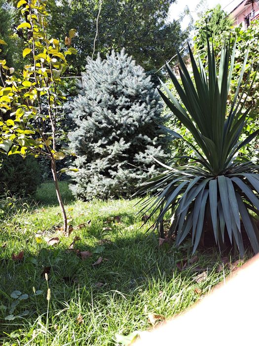 Арча сотилади Голубой ел