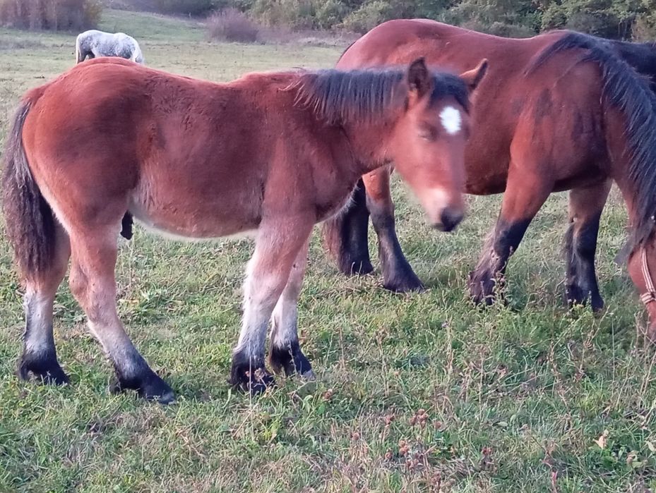 Mânz de vânzare ardenez armăsar