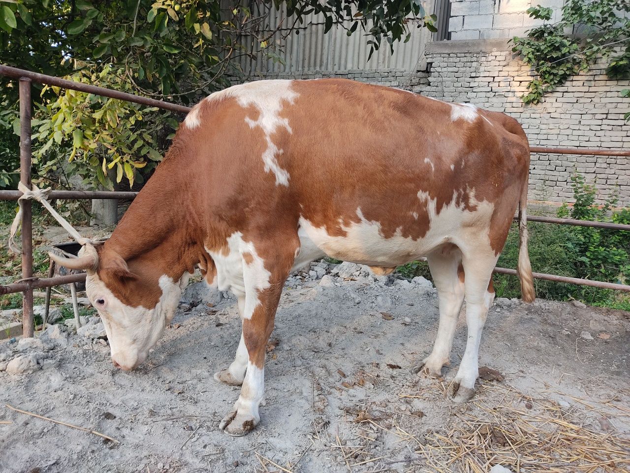Simmental sotiladi 5 oykil bo'g'oz