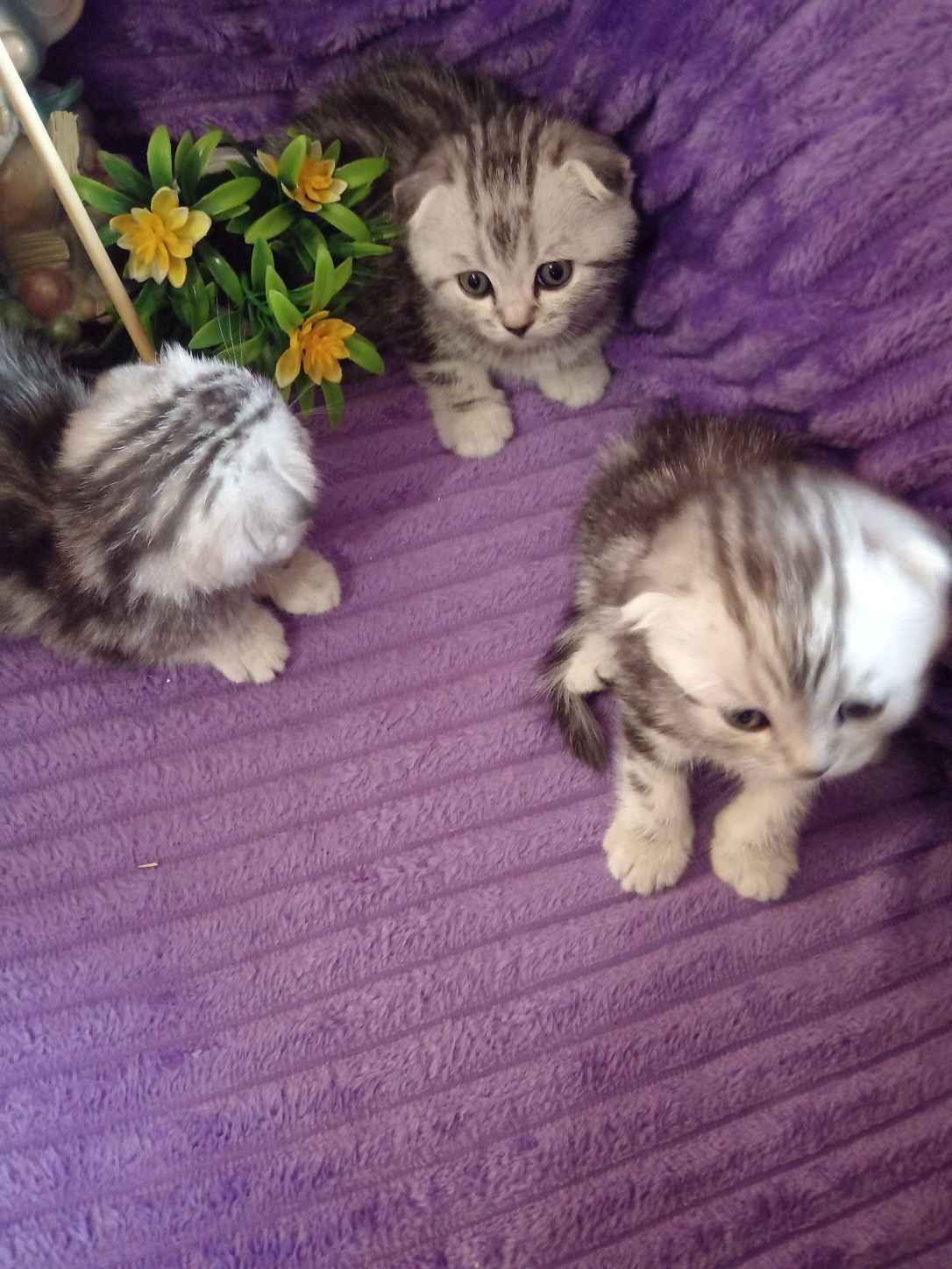Продам шотладскую прямоухую кошечку .