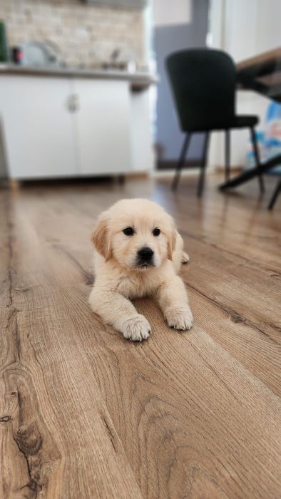 Golden Retriever cu pedigree, 8 saptamani vaccinat si deparazitat