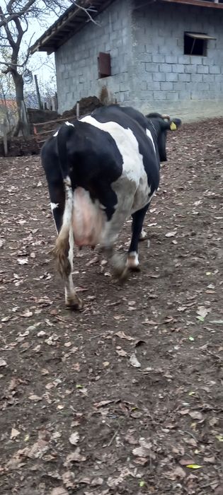 Vând Vacă bună de lapte și foarte cuminte, se mulge la mână.