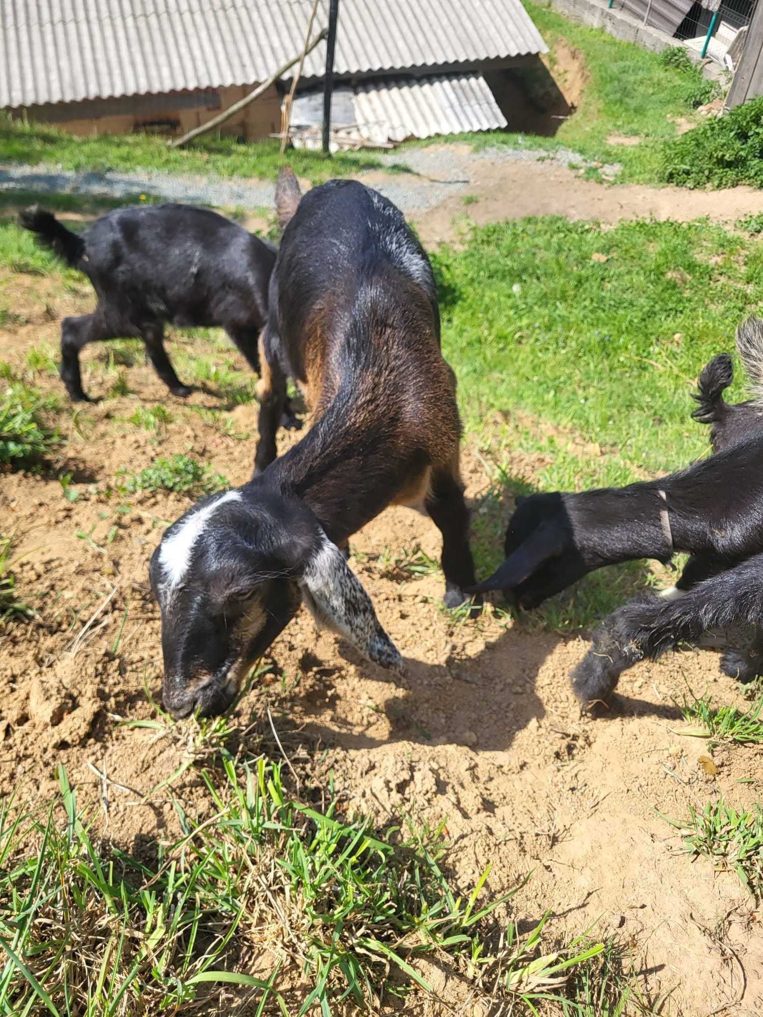 APROAPE GRATIS:2 Loturi capre rasa pura Murciano(9) și Anglonubian(35)