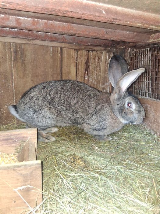 Vind 2 iepurite Urias German tatuat