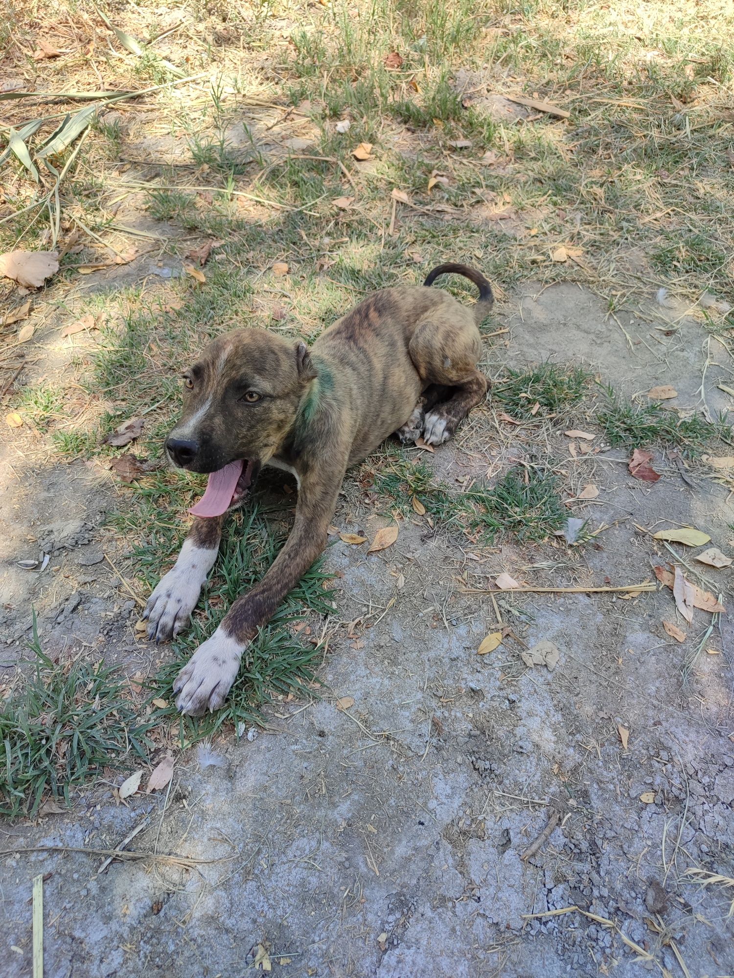 Pit bull kuchik sotiladi