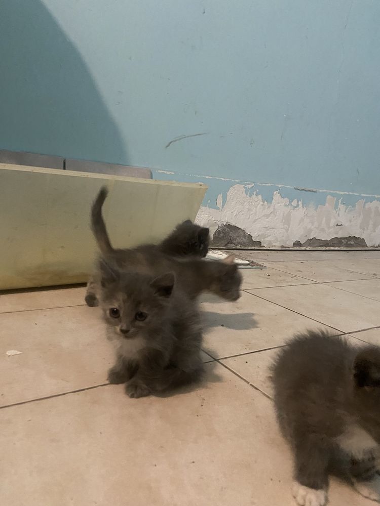 Отдам котят бесплатно