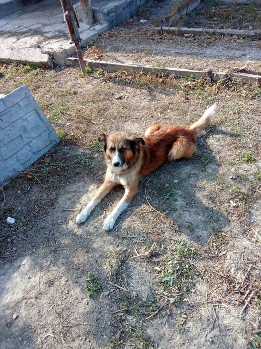 Отдам собаку даром