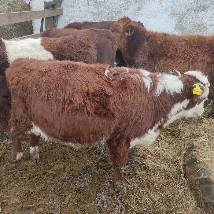 Продам 4 телят по 7-8 месяцев всех 4рых сразу