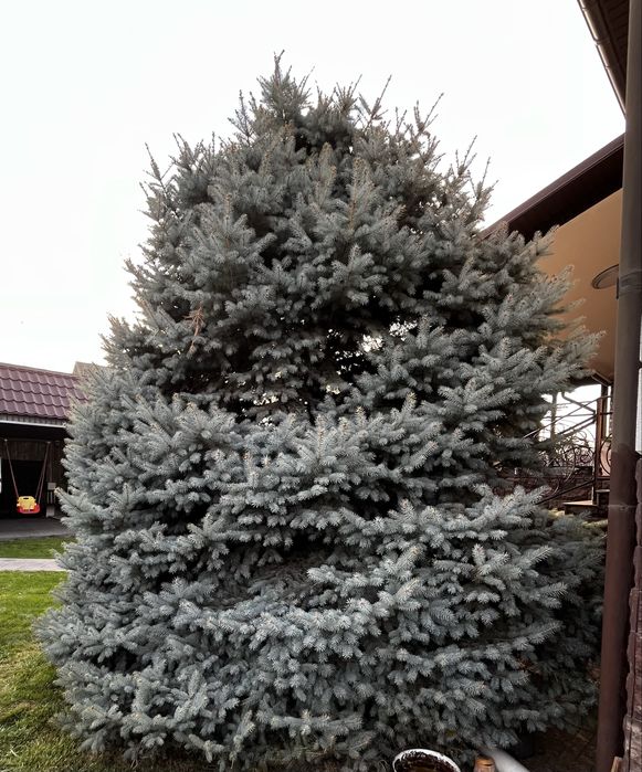 Ёлка живая продам