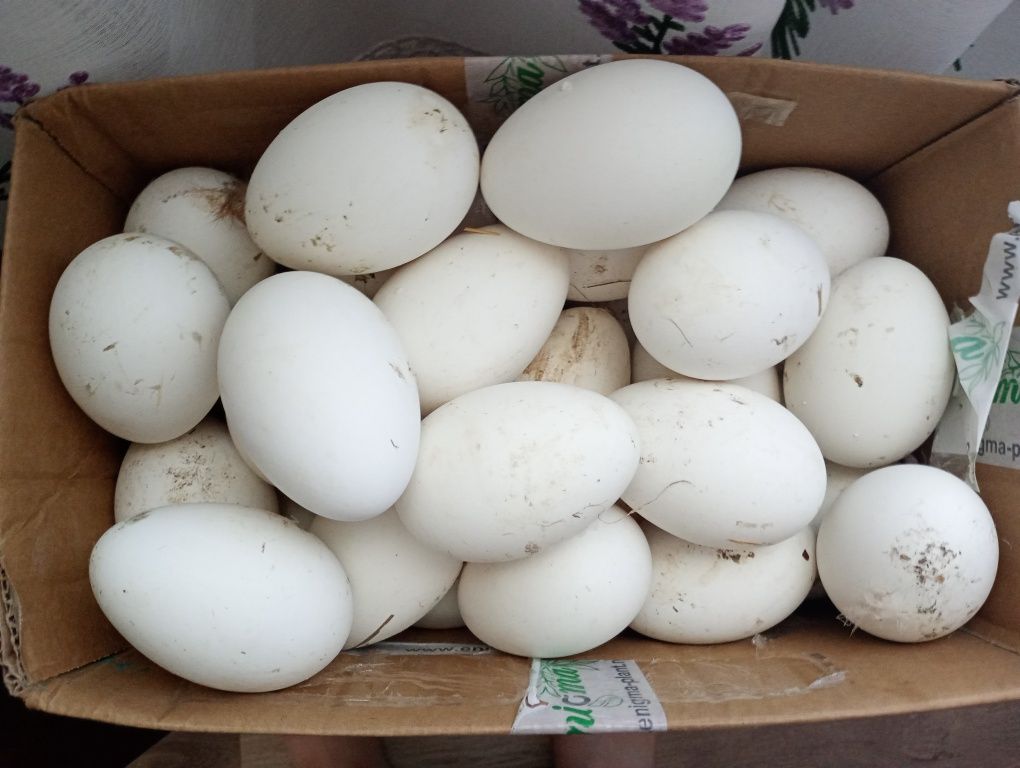 Vând oua de gâscă