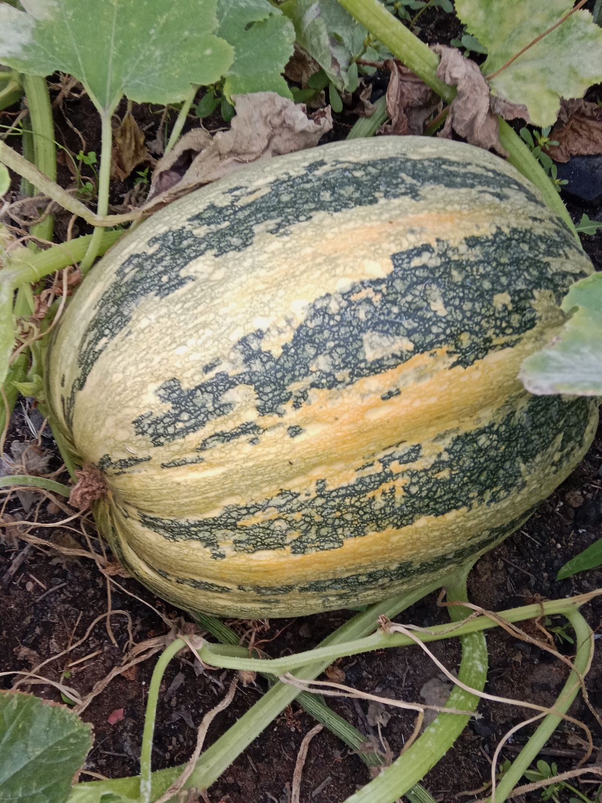 Продам домашную тыкву