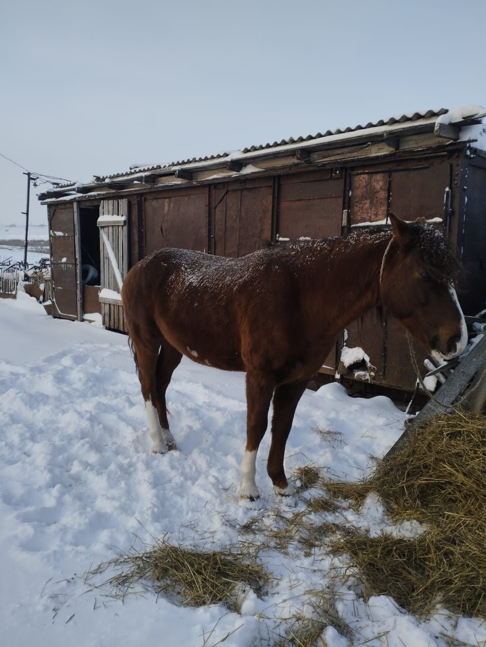 Жеребец продается