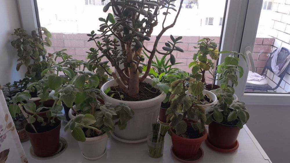 Домашние цветы