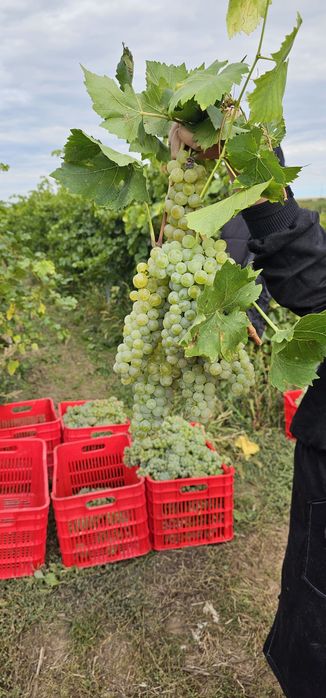 Strugurii de vin albi.