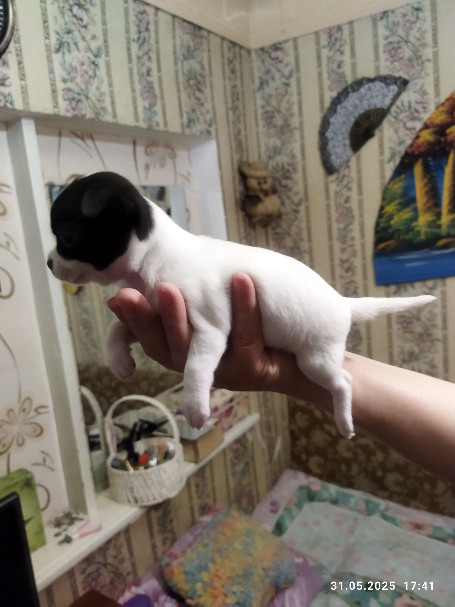 Срочно продается щенок чихуахуа