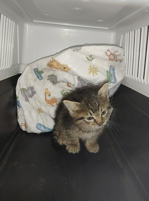 Спасяването беше почти невъзможно, сега търси дом