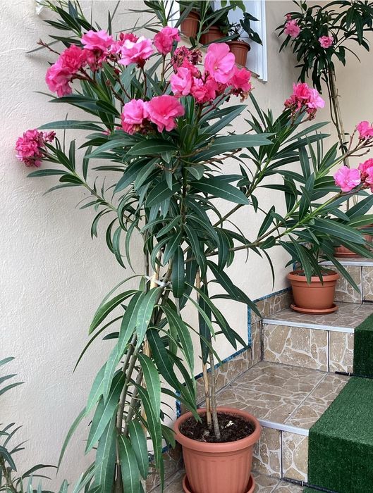 Leandrii roz, parfumati