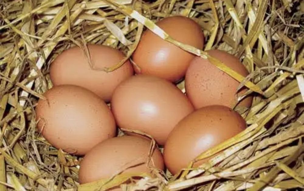 Oua vanzare 0,30 bani