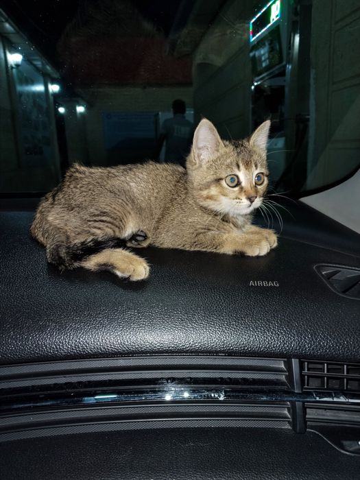 Сотилади мушук боласи