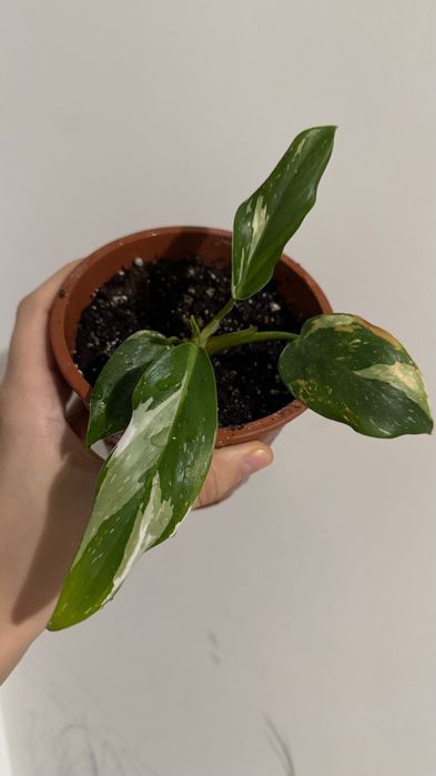 Белый принц, филодендрон