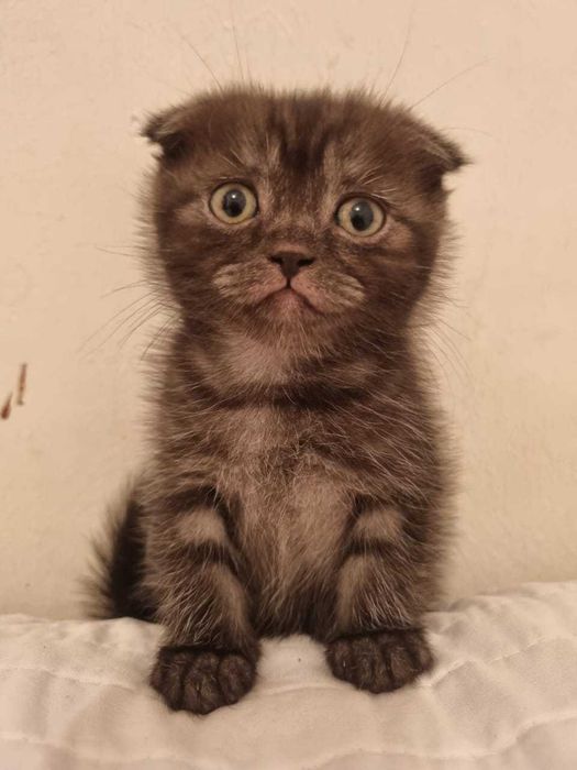 котята вислоухие, прямоухие шотландские красивые чистокровные