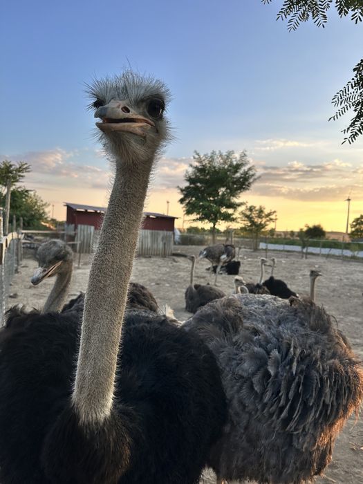 De vânzare - 8 struți cu vârsta de 1 an si 3 luni