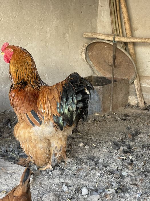 Брама Хурозлари сотилади