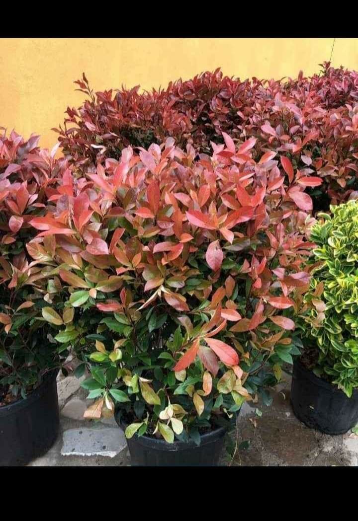 Photinia Red Robin