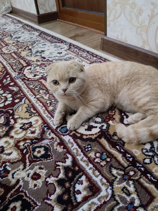 Шотландская вислоухая