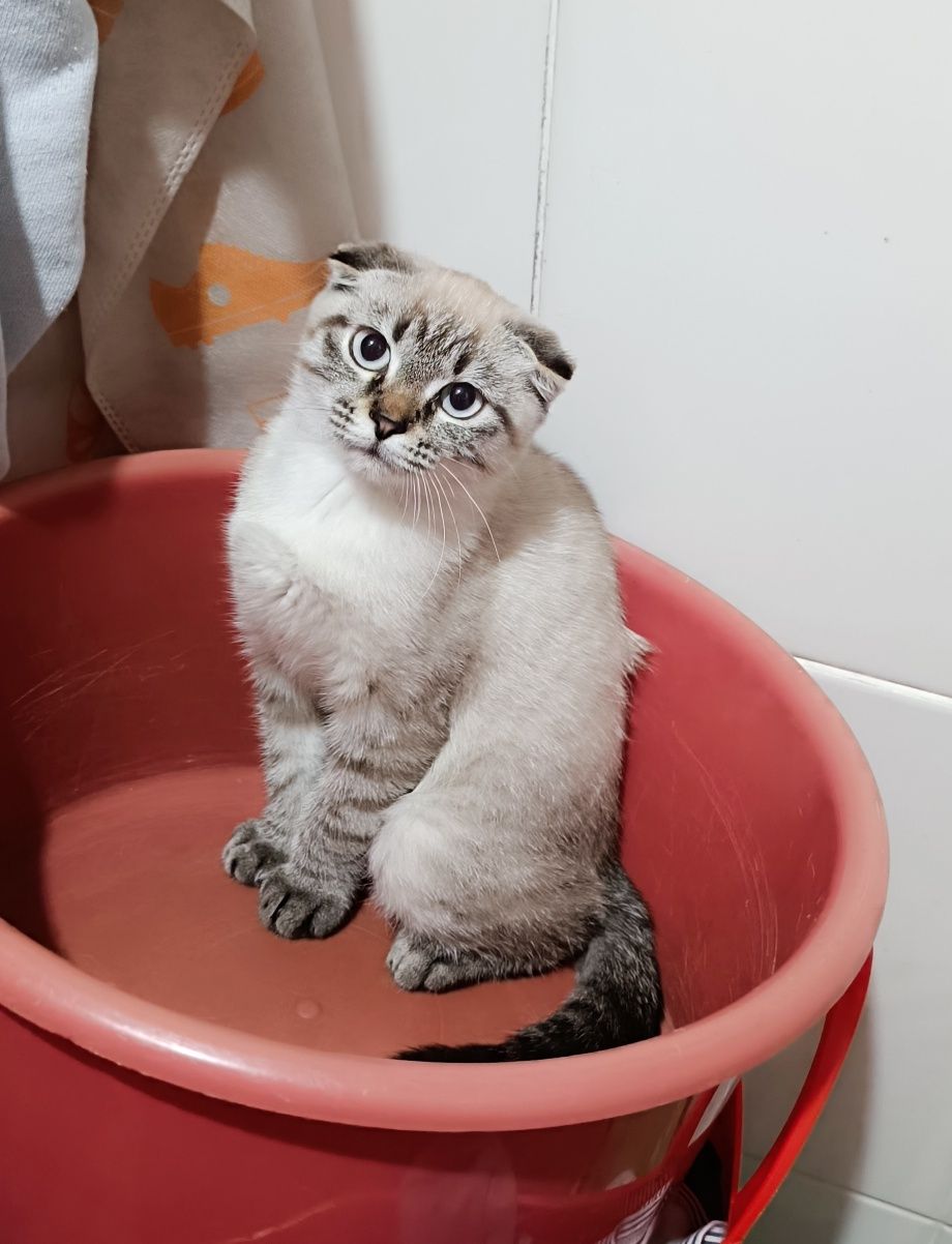 Отдам молодую  кошечку