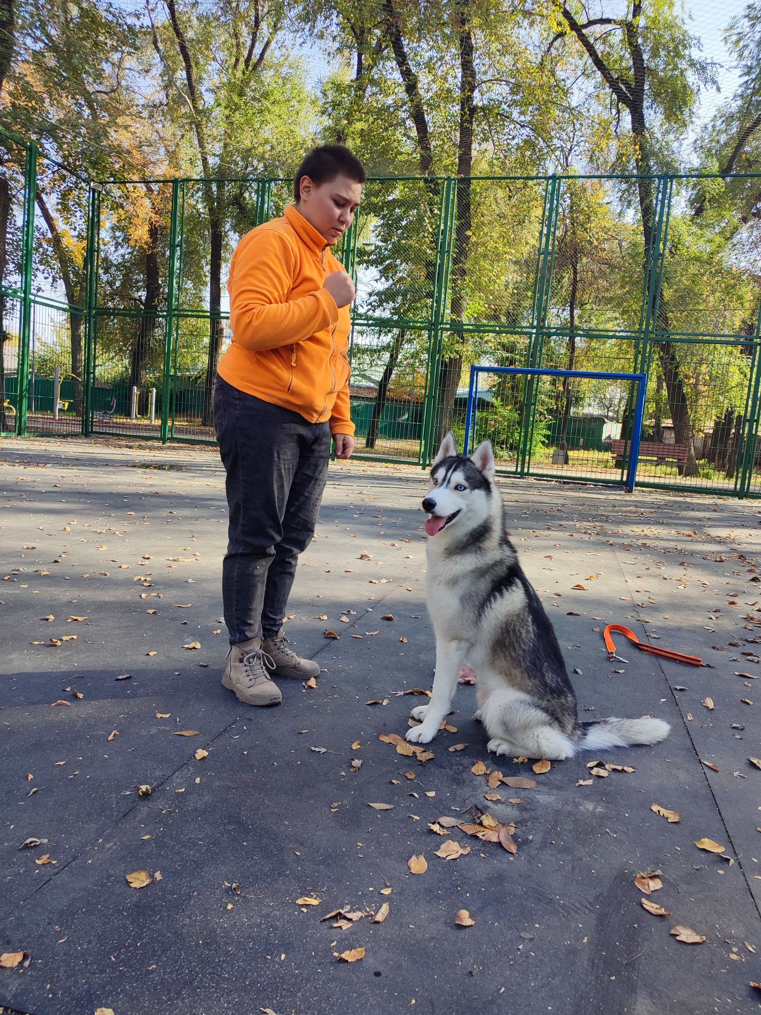 Вязка хаски СКК, ОКД, ездовой спорт