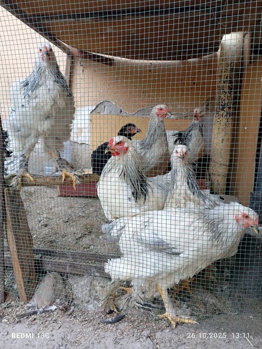 Brama Tovuq va Xorozlar sotiladi