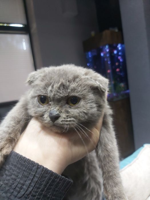 Скоттиш фолд 3 ойлик