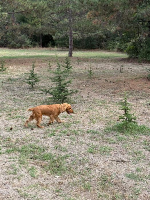 Английски кокер момче на 9 месеца -200 лв