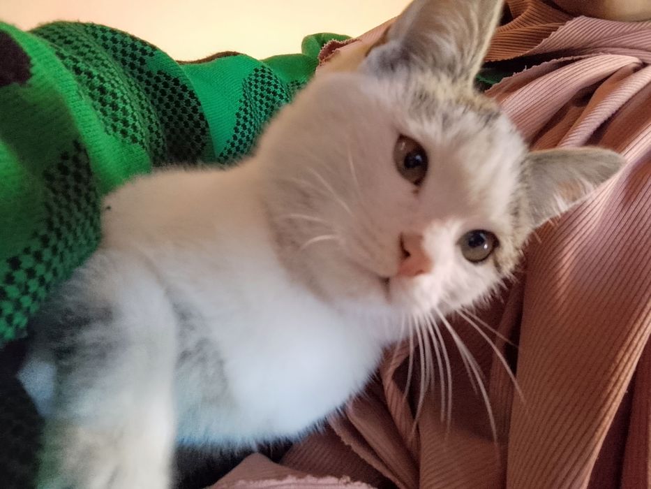 Aqlli va quvnoq mushukcha