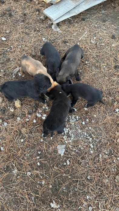 Отдам щенят в добрые руки