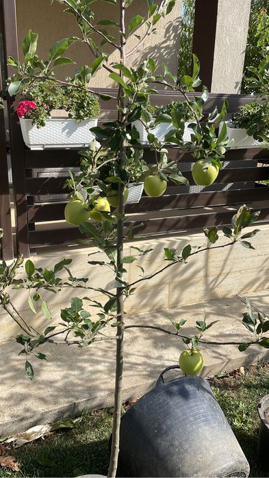 Pomi fructiferi pe rod/kaki/smokin/rodiu