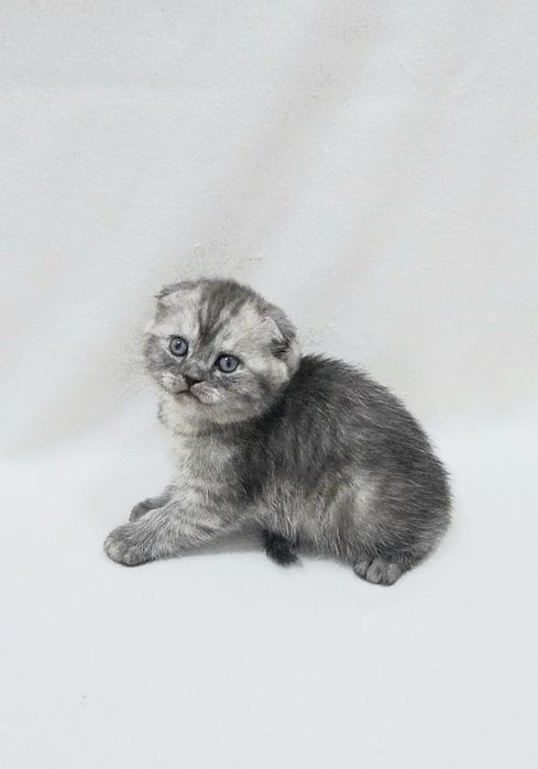 шотландский скотиш фолд мальчик
