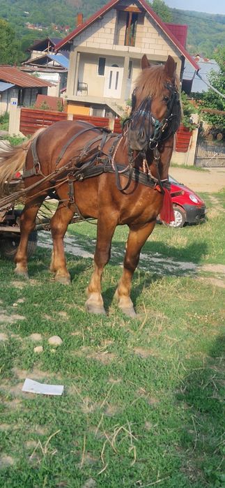Vând armăsar de 3 ani