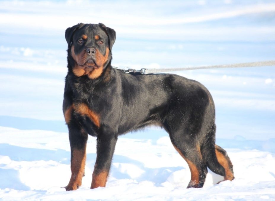 Femela Rottweiler