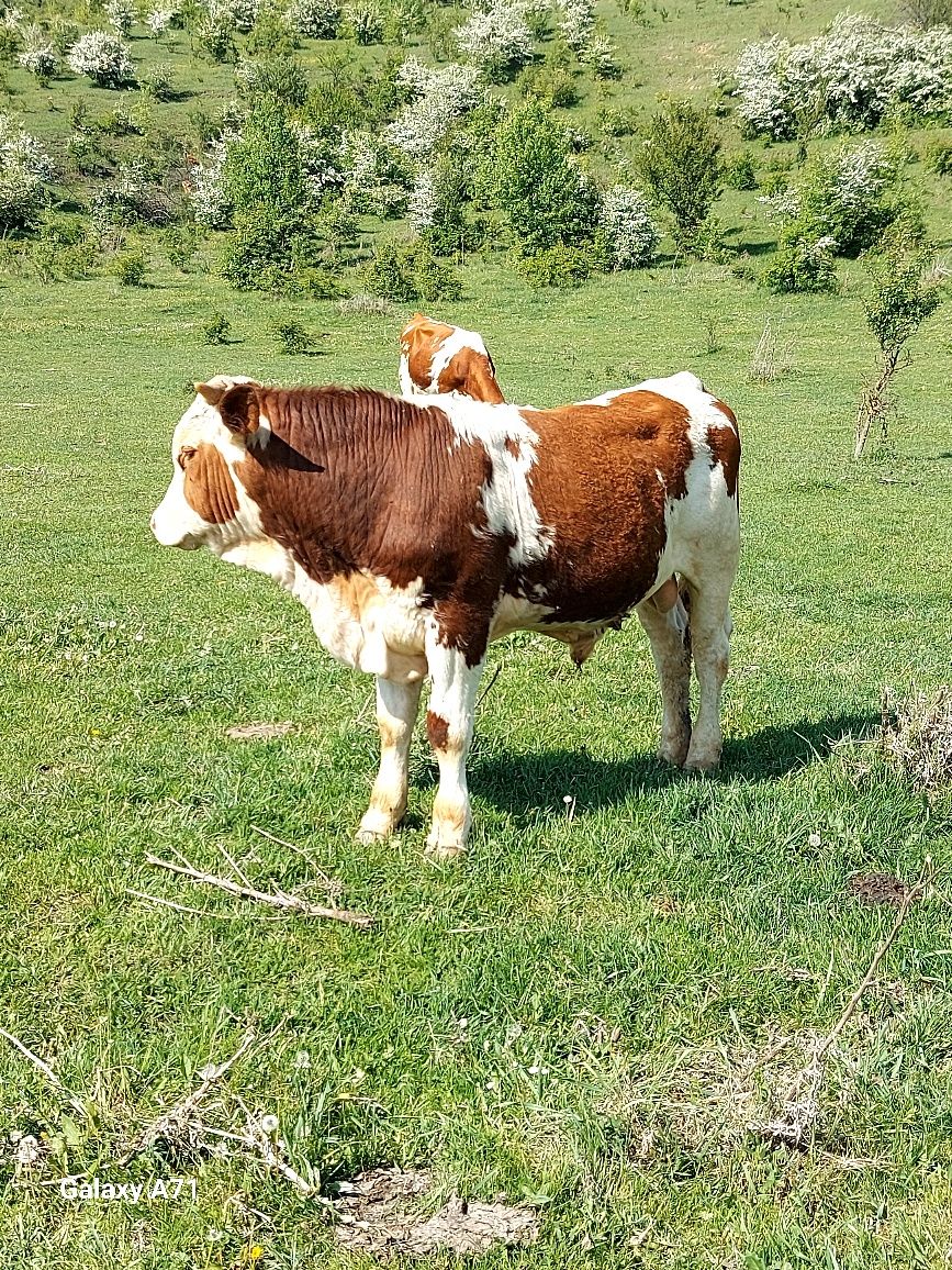 " Vând taur dr 1an jumate băltat românesc mai multe detalii la nr de t