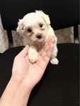 Bichon Maltez Mini Toy - 8 saptamani, carnet de sanatate, microcip