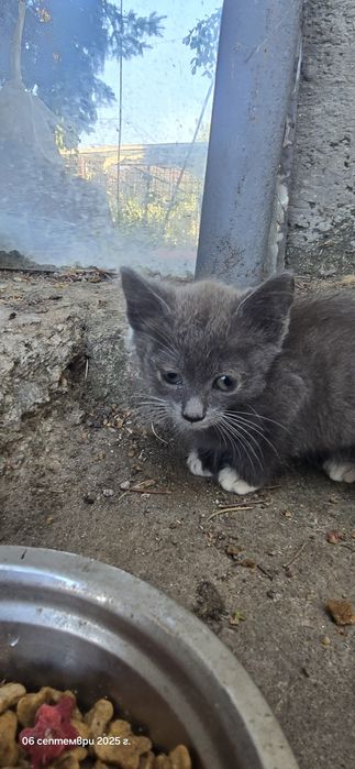 Котенца търсят дом
