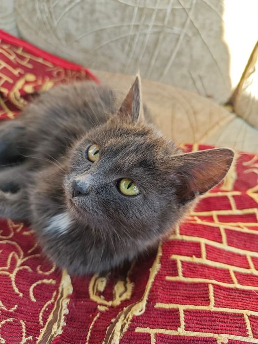 Отдам котят в хорошие руки