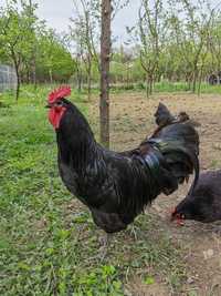 Cocosi tineret Australorp 2023 negru