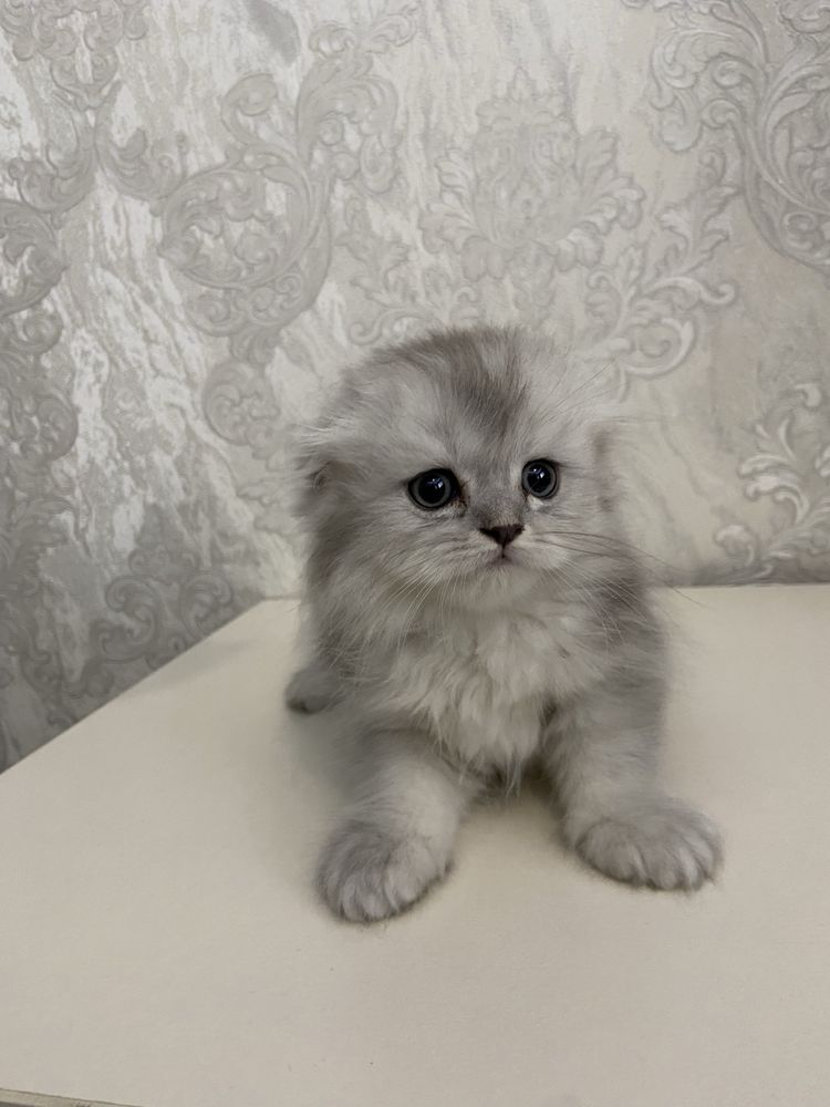 Продается британская кошечка